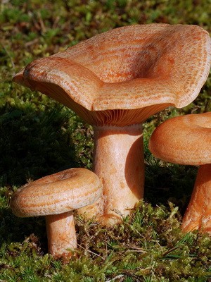 Ryzhiki - edible mushrooms: photo and description