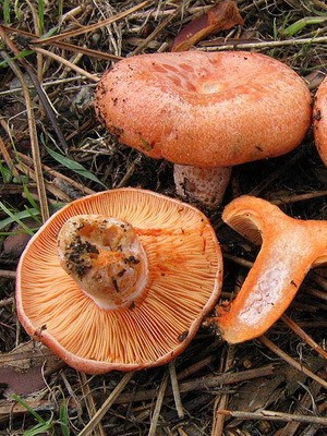 Ryzhiki - edible mushrooms: photo and description