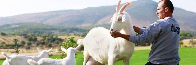 Saanen goats: maintenance and care