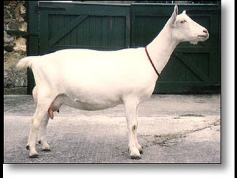 Saanen goats: maintenance and care