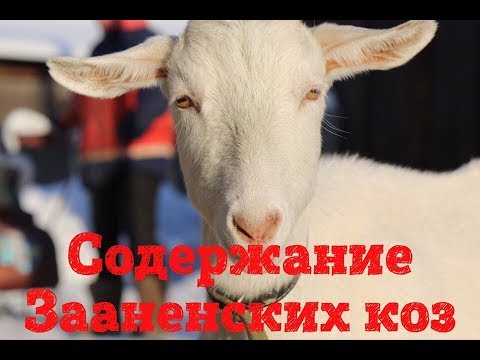 Saanen goats: maintenance and care