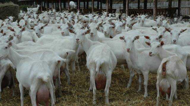 Saanen goats: maintenance and care