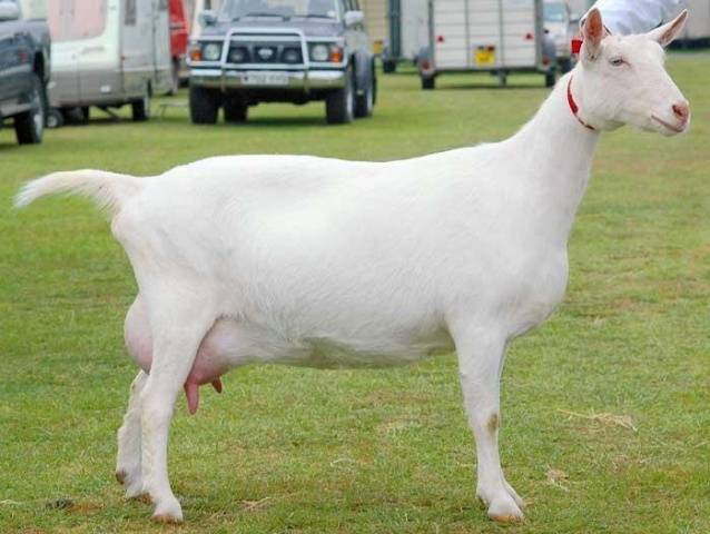 Saanen goats: maintenance and care