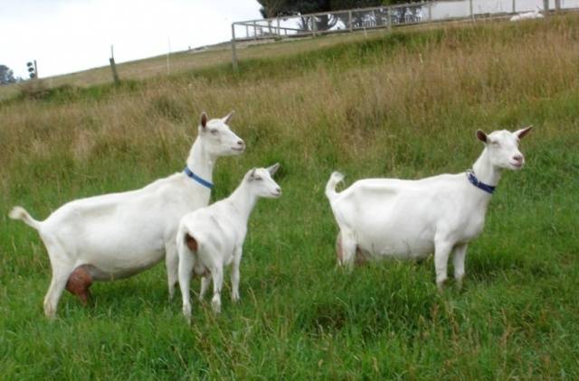 Saanen goats: maintenance and care