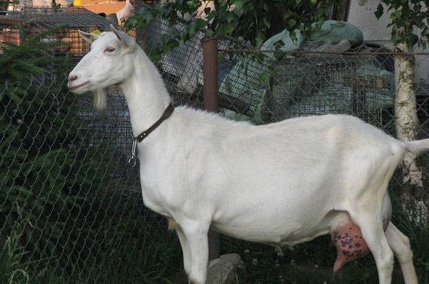 Saanen goats: maintenance and care