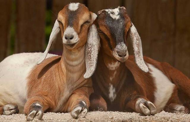 Saanen goats: maintenance and care