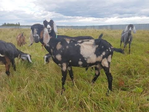 Saanen goats: maintenance and care