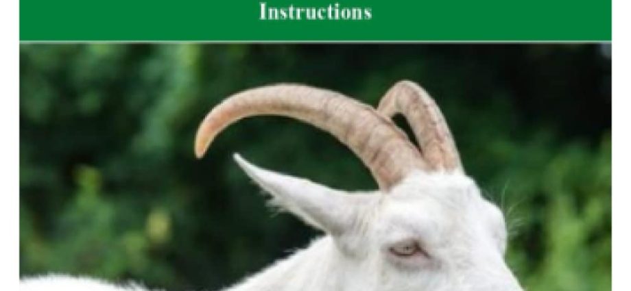 Saanen goats: maintenance and care