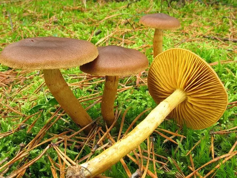 Saffron cobweb (Cortinarius croceus) photo and description