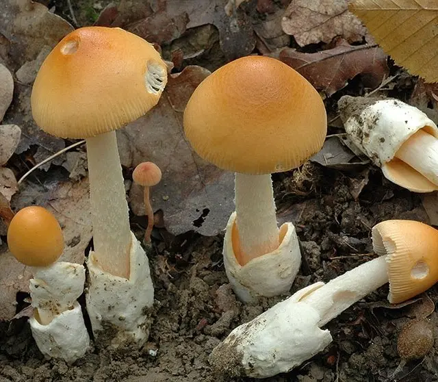 Saffron float (Amanita crocea) photo and description