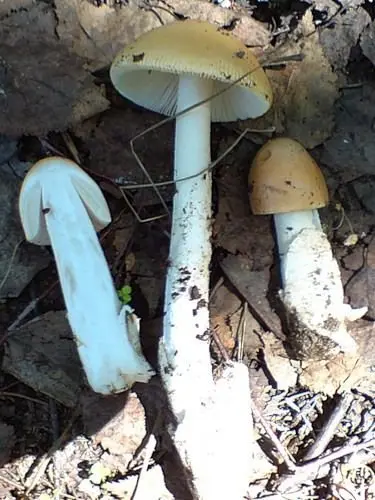 Saffron float (Amanita crocea) photo and description