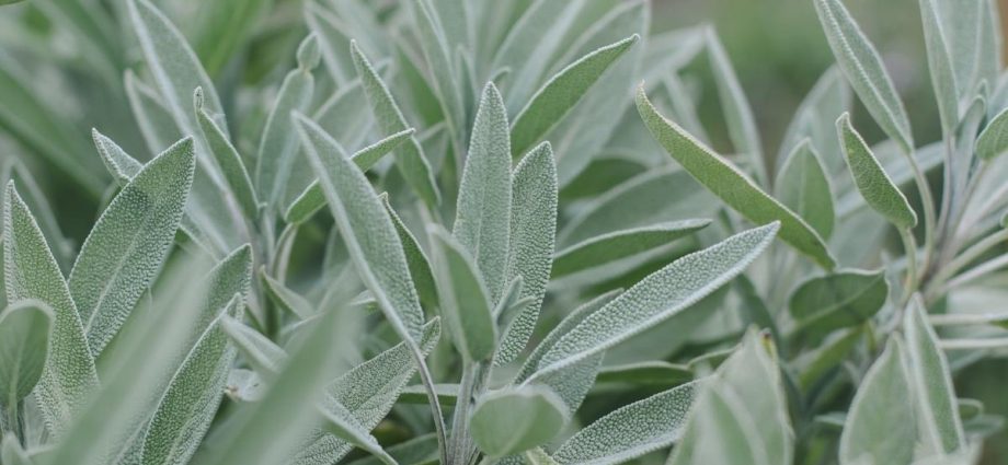 Sage: grow in the country with simple tips