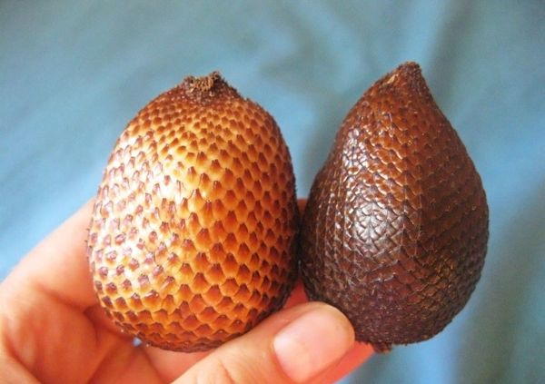 Salak, or snake fruit: botanical description, distribution area, taste, benefits and harms + culinary use