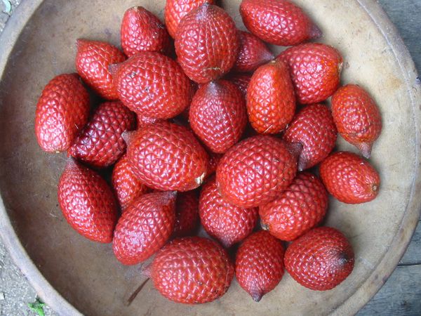 Salak, or snake fruit: botanical description, distribution area, taste, benefits and harms + culinary use