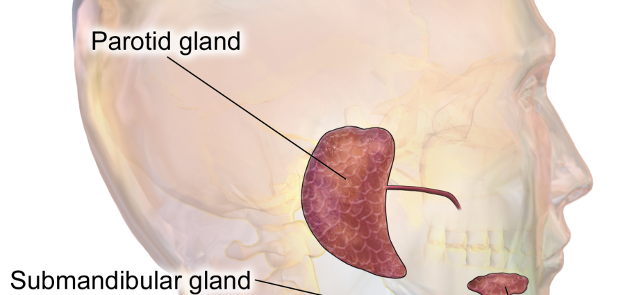 Salivary glands: structure, functions and diseases