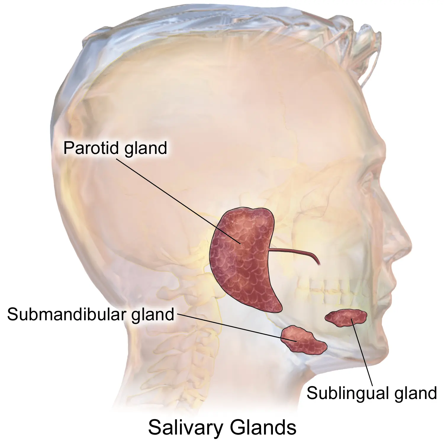 Salivary glands: structure, functions and diseases