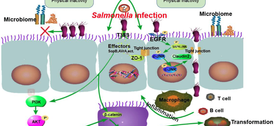 Salmonella &#8211; routes of infection, symptoms, treatment