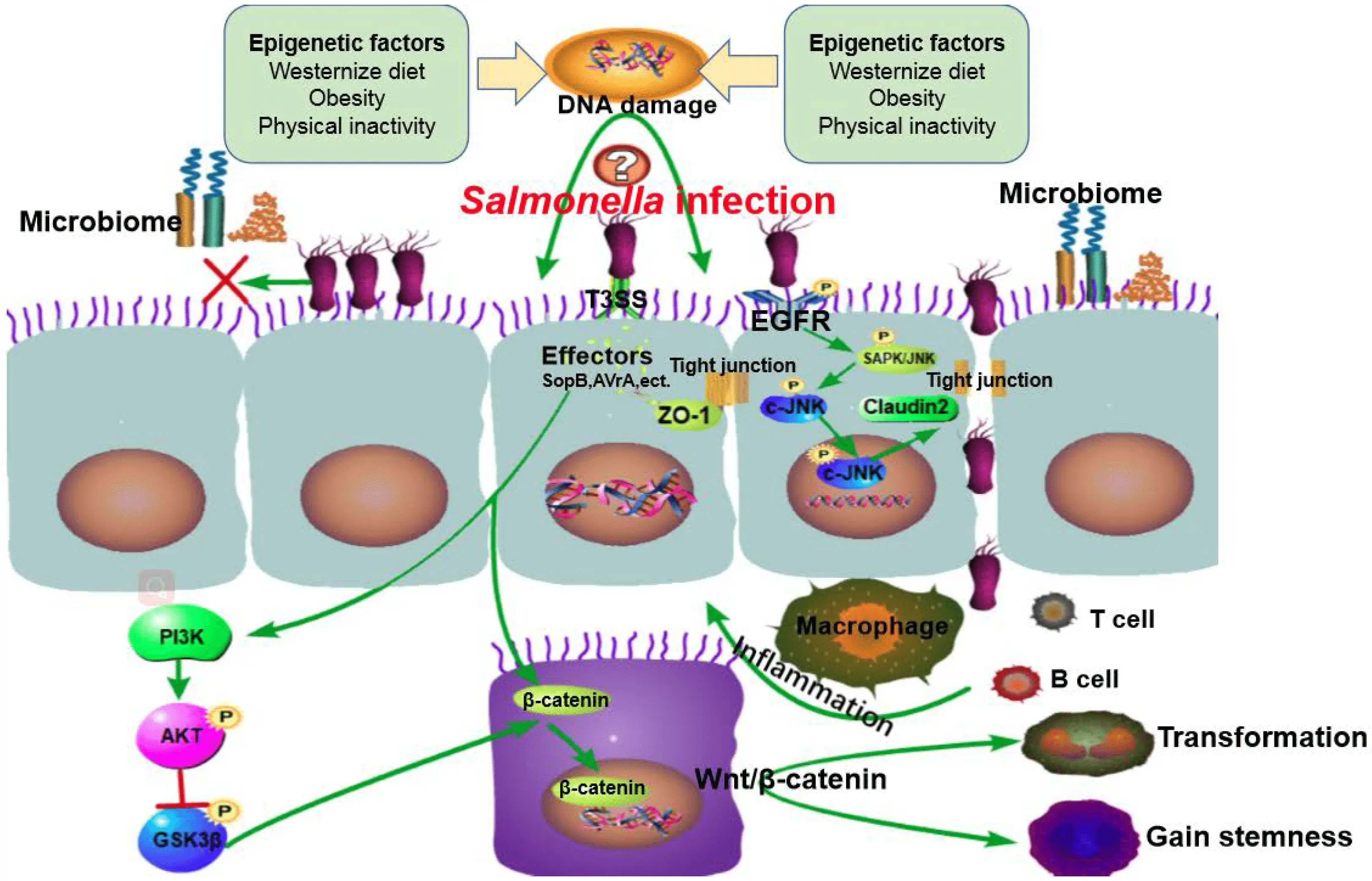 Salmonella &#8211; routes of infection, symptoms, treatment