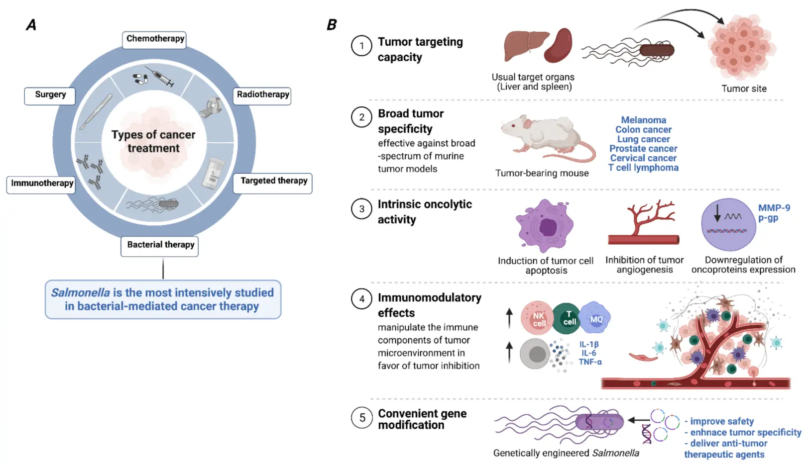 Salmonella will increase the body&#8217;s immune response to cancer therapies