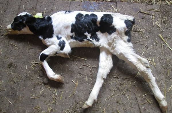 Salmonellosis in calves: vaccine against the disease, treatment and prevention