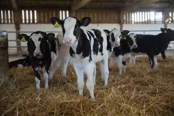 Salmonellosis in calves: vaccine against the disease, treatment and prevention