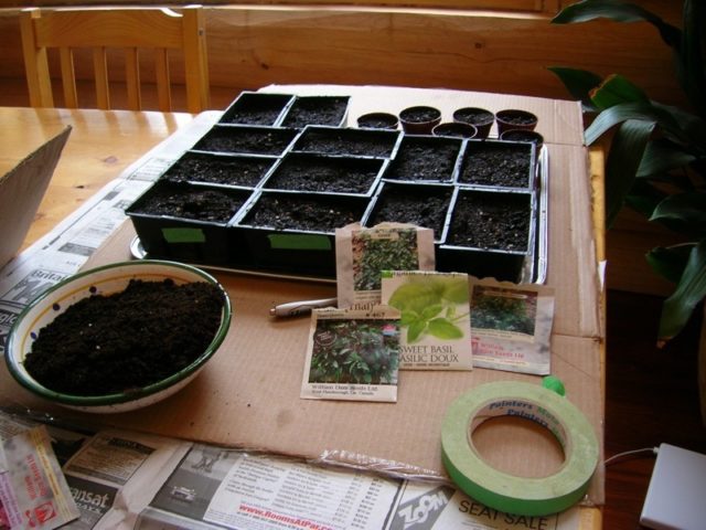 Salpiglossis: growing from seeds, photo, video