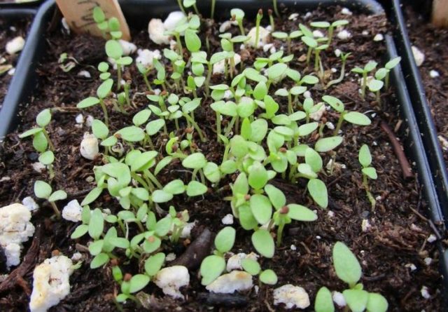 Salpiglossis: growing from seeds, photo, video