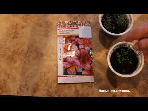 Salpiglossis: growing from seeds, photo, video