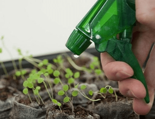 Salpiglossis: growing from seeds, photo, video