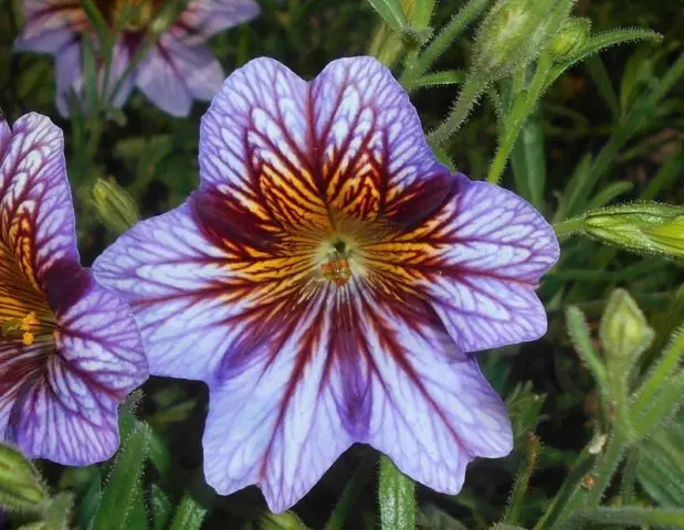 Salpiglossis: planting and care in the open field, photo