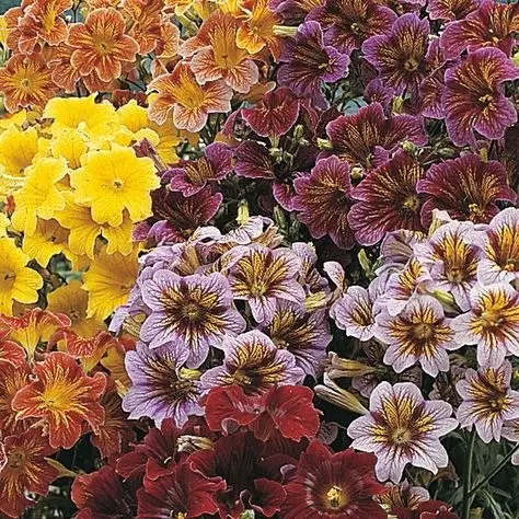 Salpiglossis: planting and care in the open field, photo