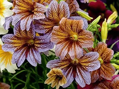 Salpiglossis: planting and care in the open field, photo