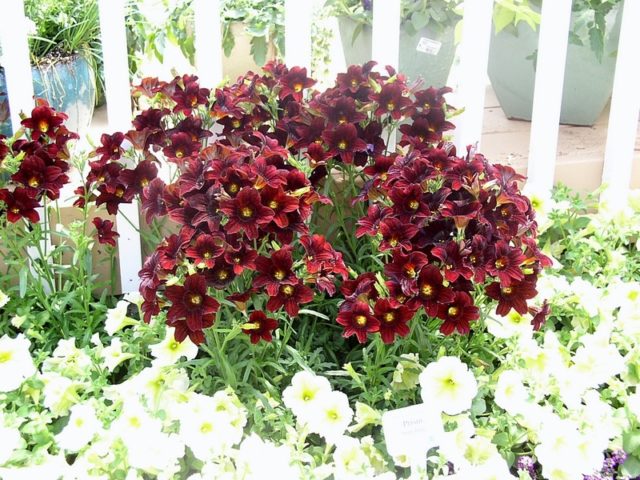 Salpiglossis: planting and care in the open field, photo