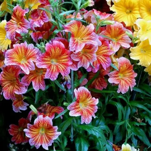 Salpiglossis: planting and care in the open field, photo