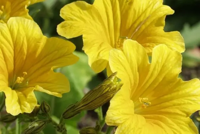 Salpiglossis: planting and care in the open field, photo