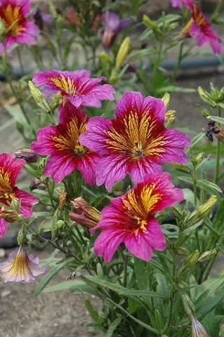 Salpiglossis: planting and care in the open field, photo