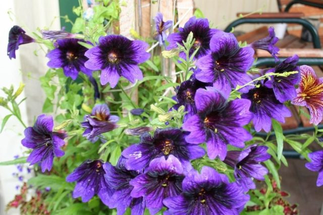 Salpiglossis: planting and care in the open field, photo