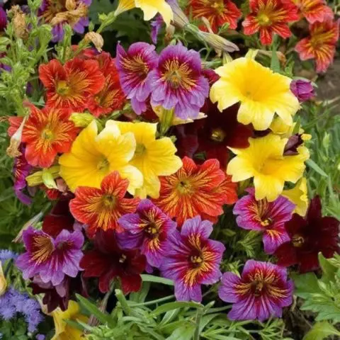 Salpiglossis: planting and care in the open field, photo