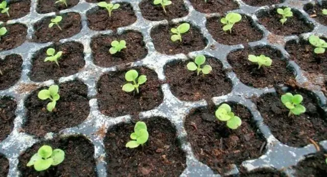 Salpiglossis: planting and care in the open field, photo