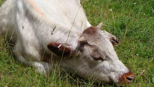 Salt poisoning of cattle: symptoms and treatment