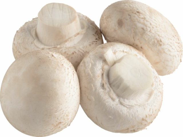 Salted champignons: delicious recipes for salting mushrooms for the winter in jars, without vinegar