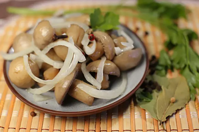 Salted champignons: delicious recipes for salting mushrooms for the winter in jars, without vinegar