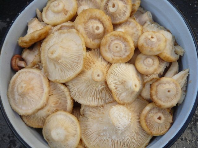 Salted crunchy milk mushrooms: recipes for winter pickling in a cold way, in jars