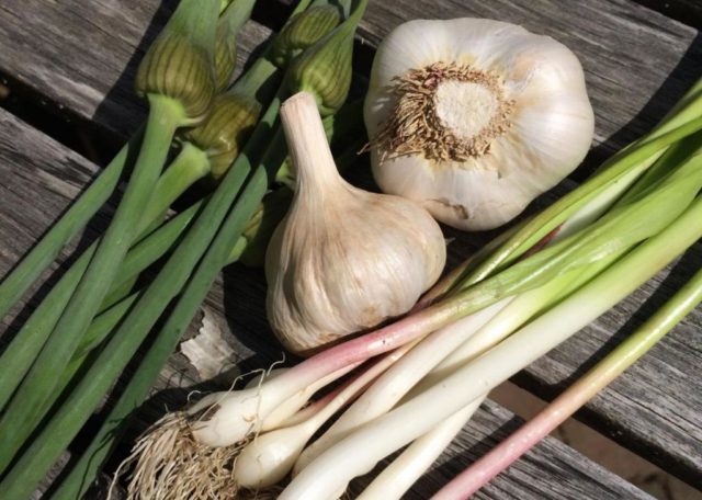 Salted crunchy milk mushrooms: recipes for winter pickling in a cold way, in jars