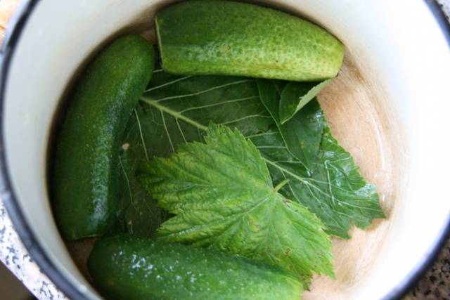 Salted cucumbers in hot brine