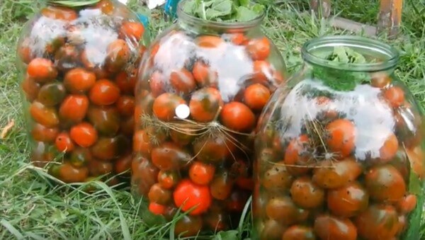 Salted green tomatoes for the winter in a cold way