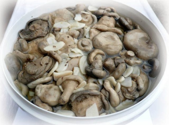 Salted milk mushrooms: what to do, how to save mushrooms