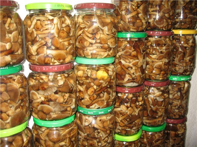 Salted mushrooms