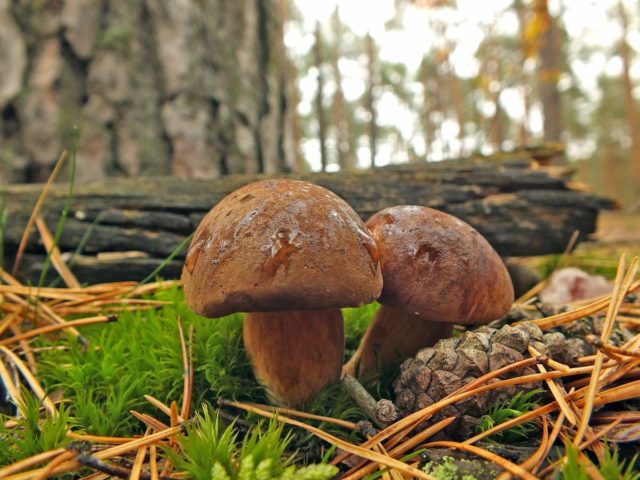 Salted mushrooms for the winter: recipes and salting rules