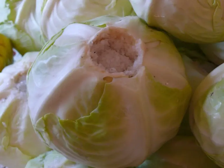 Salting cabbage in large pieces in a cold way